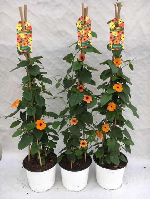 Thunbergia alata