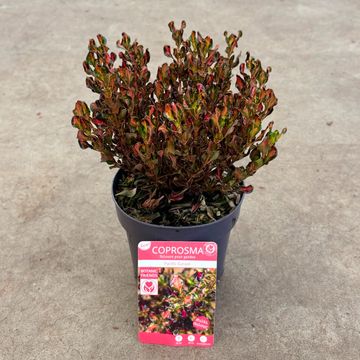 Coprosma PACIFIC SUNSET