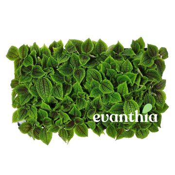 Pilea involucrata 'Moon Valley'