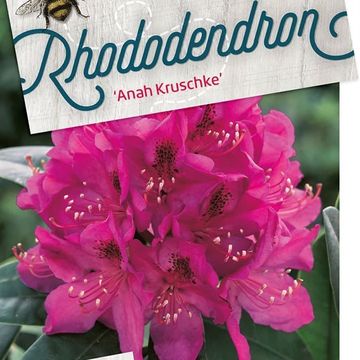 Rhododendron 'Anah Kruschke'