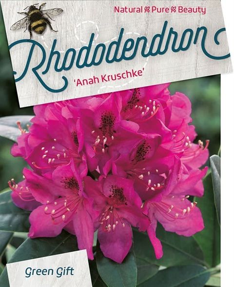 Rhododendron 'Анна Крушке'
