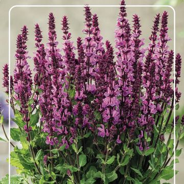 Salvia nemorosa SENSATION DEEP ROSE