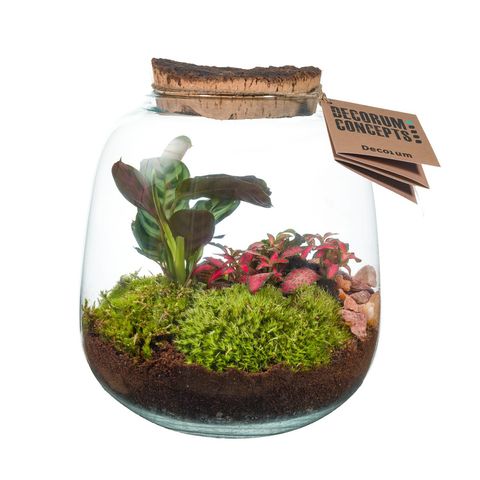 Arrangement Terrarium