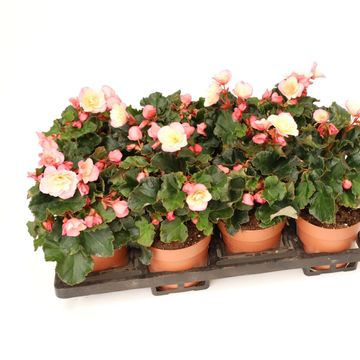 Begonia 'Glory Garden Pink Shades'