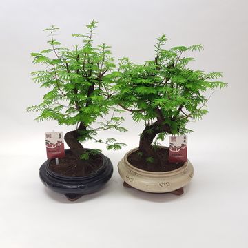 Metasequoia glyptostroboides