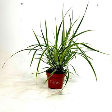 Carex morrowii 'Goldband'