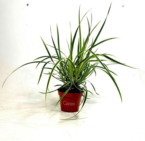 Carex morrowii 'Goldband'