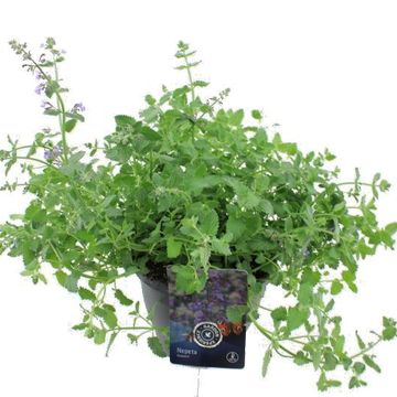 Nepeta PURRSIAN BLUE