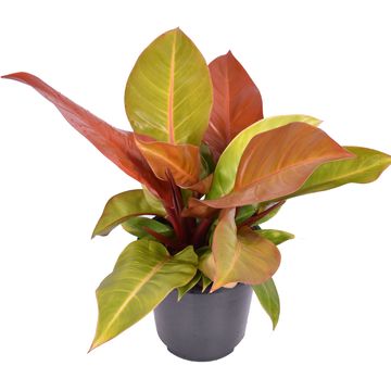 Philodendron 'Prince of Orange'