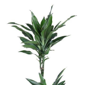 Dracaena fragrans 'Janet Lind'