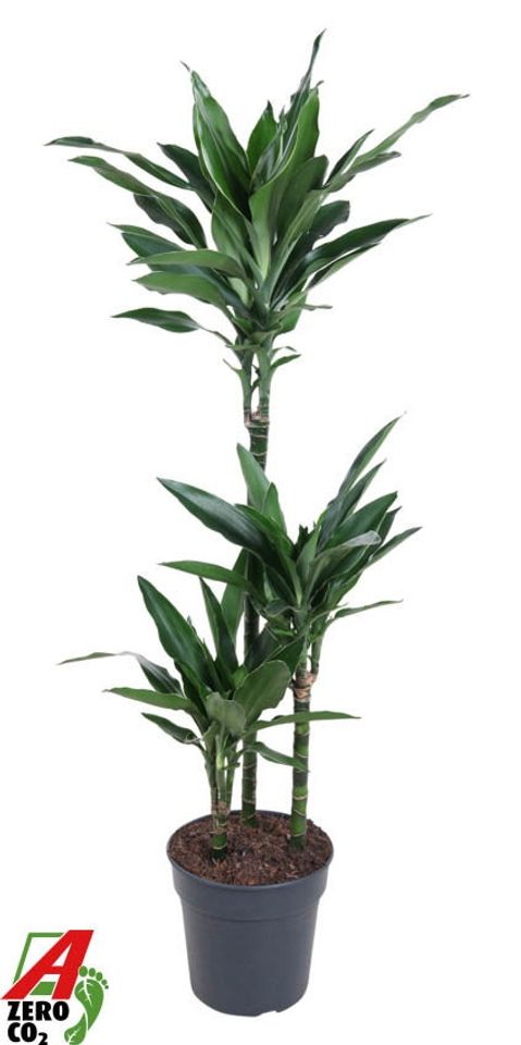 Dracaena fragrans 'Janet Lind'
