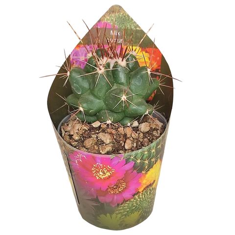 Thelocactus tulensis