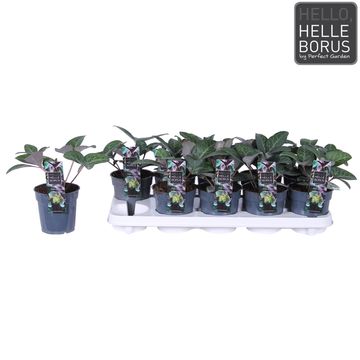 Helleborus lividus 'Purple Marble'