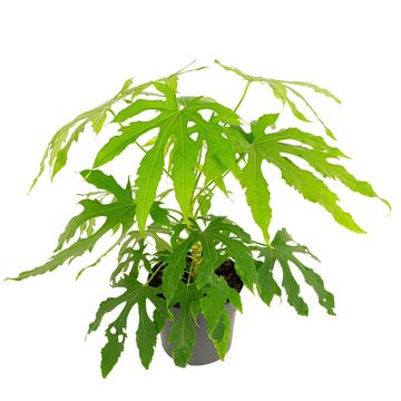 Fatsia polycarpa 'Needham's Lace'