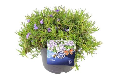 Phlox 'Purple Beauty'