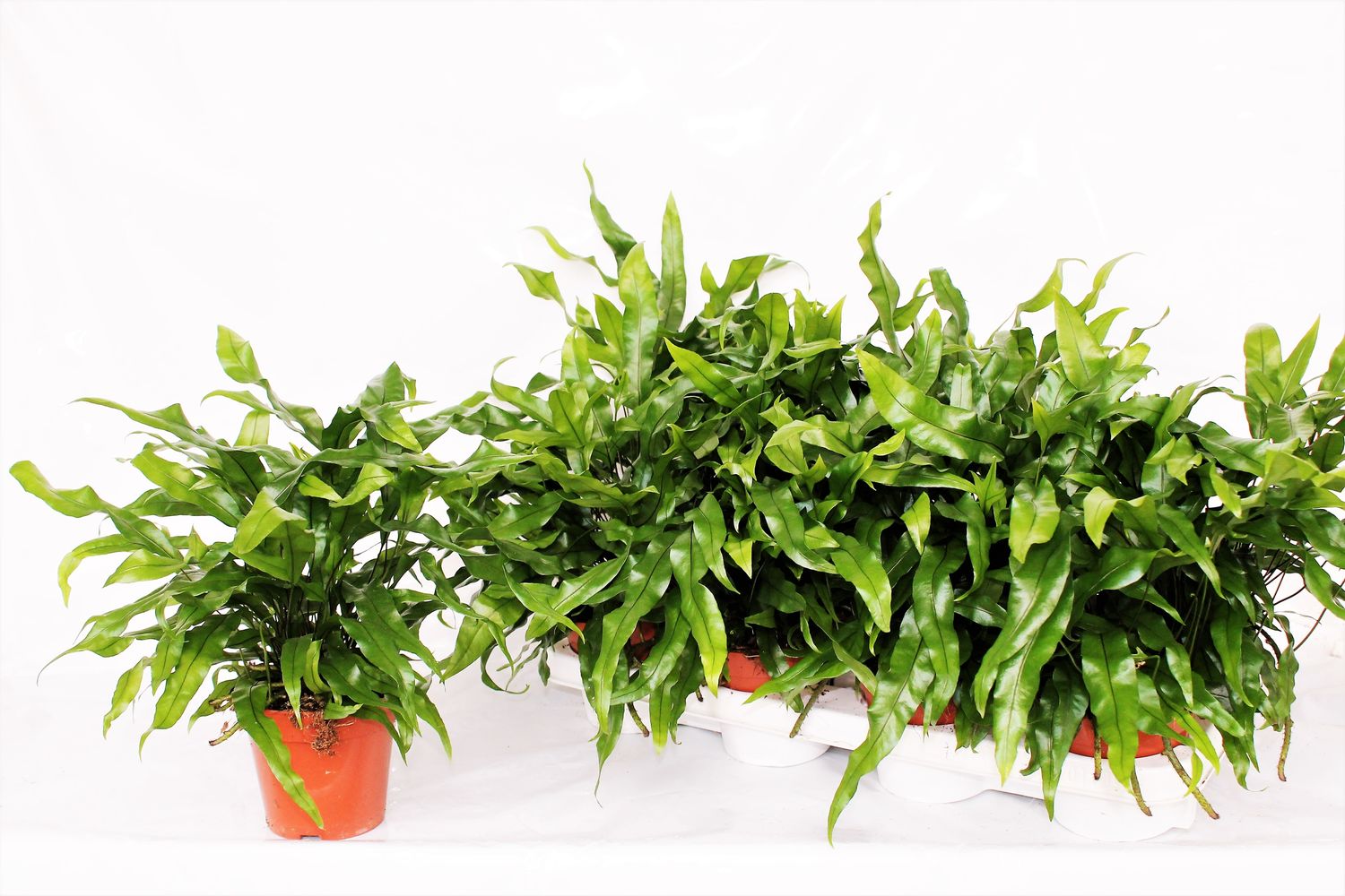 Microsorum diversifolium — Plant Wholesale FlorAccess