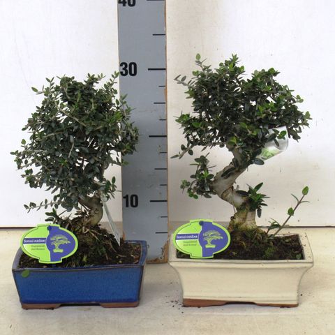 Olea europaea sylvestris