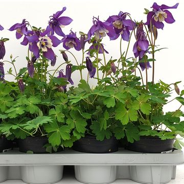 Aquilegia caerulea MIX