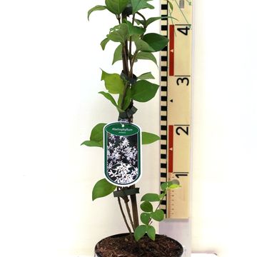 Abeliophyllum distichum