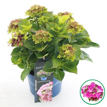 Hydrangea macrophylla ROYALTY COLLECTION LADY MATA HARI