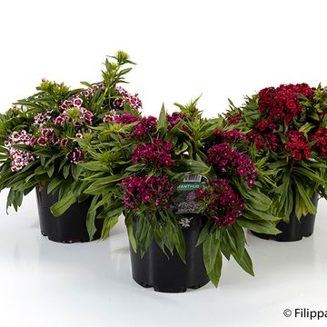Dianthus barbatus MIX