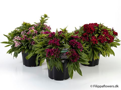 Dianthus barbatus MIX