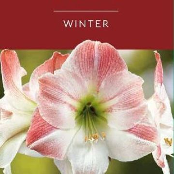 Hippeastrum 'Apple Blossom'
