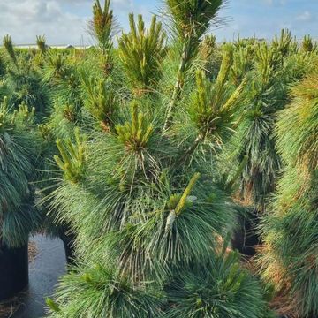 Pinus x schwerinii 'Wiethorst'