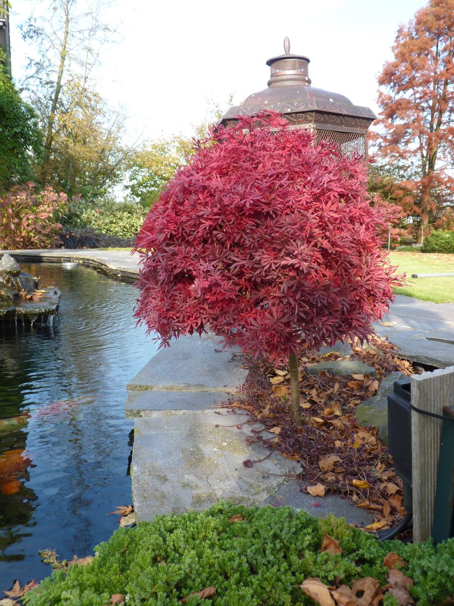 Acer palmatum 'Shaina'