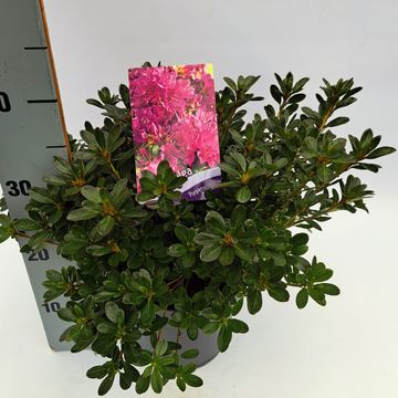 Rhododendron 'Purpertraum'