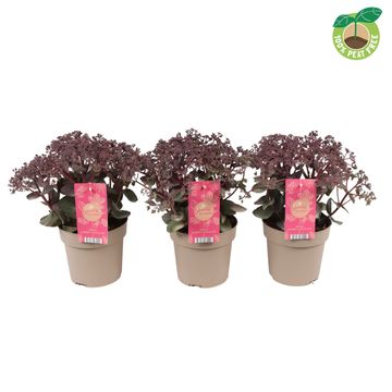 Sedum telephium SEDUCTION CHERRY CHOCOLATE