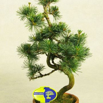 Pinus parviflora pentaphylla