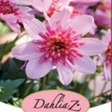 Dahlia DALINA MAXI STARBURST PINK