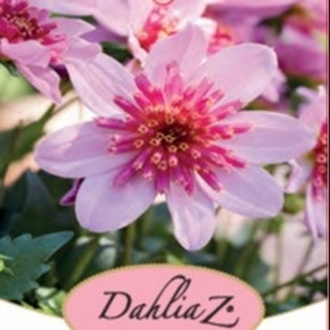 Dahlia DALINA MAXI STARBURST PINK