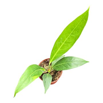 Anthurium 'Big Bill'