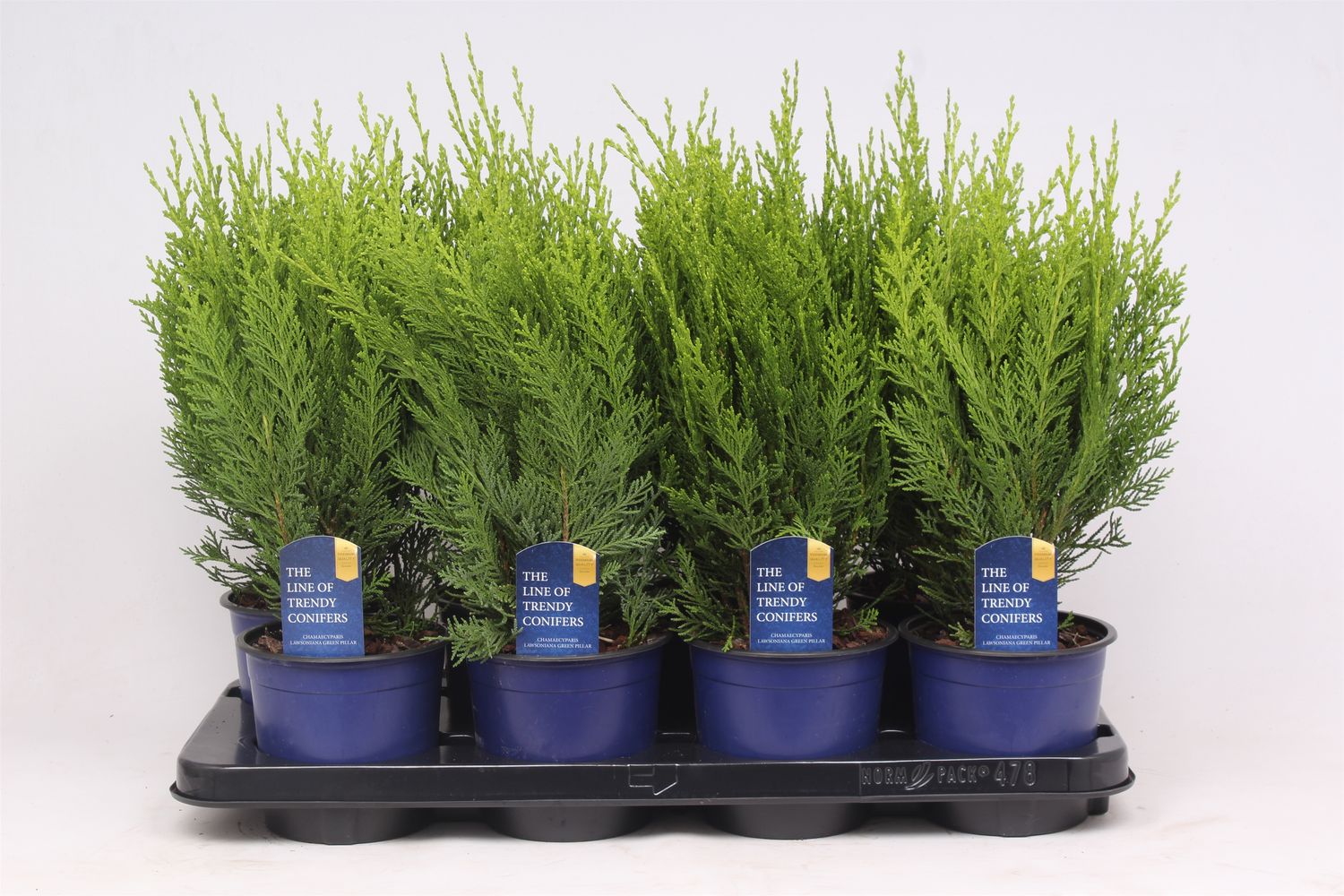 Chamaecyparis lawsoniana 'Green Pillar' — Plant Wholesale FlorAccess