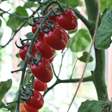 Solanum lycopersicum 'Strawberry Fields'