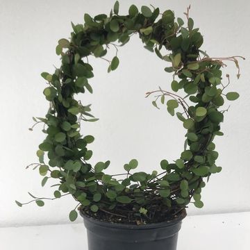 Muehlenbeckia complexa
