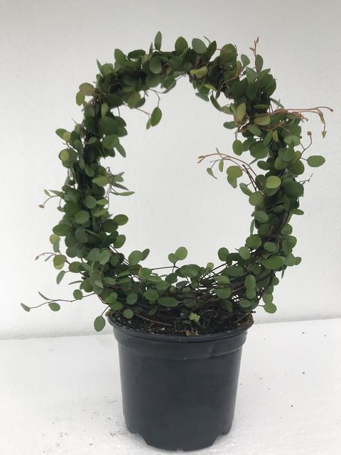 Muehlenbeckia complexa