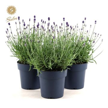 Lavandula angustifolia 'Felice Silver'