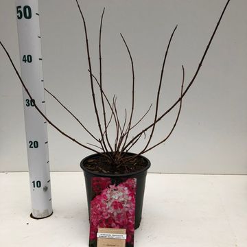 Hydrangea paniculata DIAMANT ROUGE
