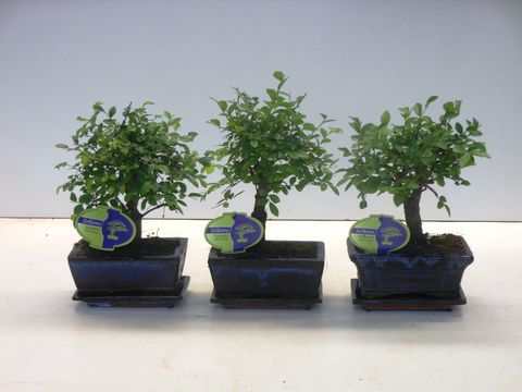 Zelkova serrata