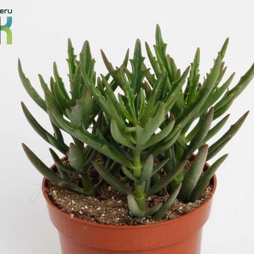 Kalanchoe x kewensis 'Spider Green'