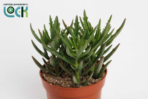 Kalanchoe x kewensis 'Spider Green'