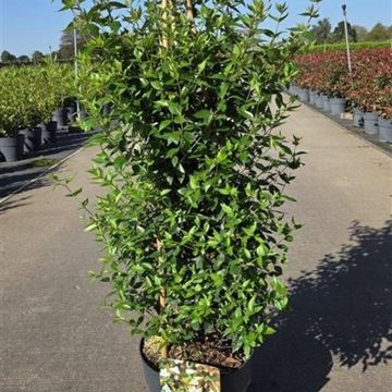 Abelia x grandiflora 'Sherwood'