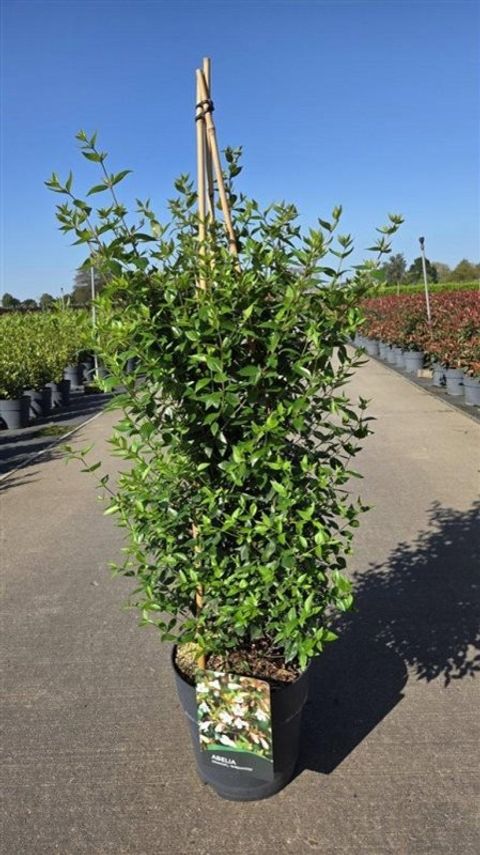Abelia x grandiflora 'Sherwood'