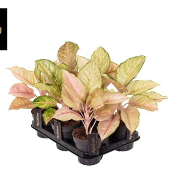 Aglaonema 'Corn Silk'