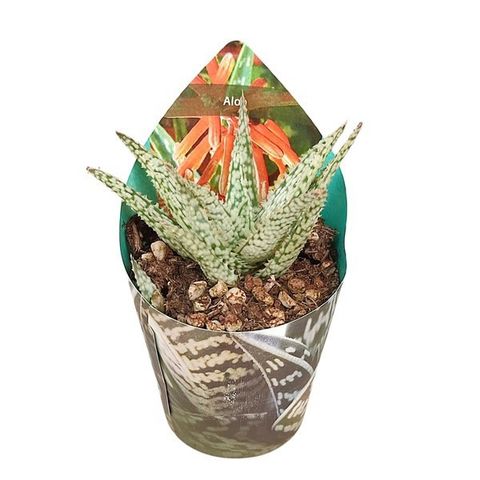 Aloe 'Doran Black'