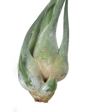 Tillandsia seleriana