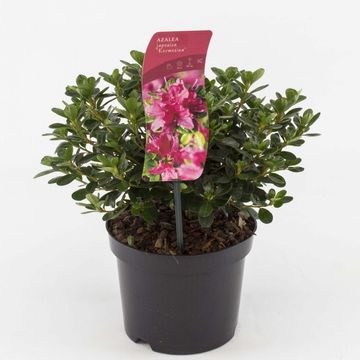 Rhododendron 'Kermesina' (AJ)